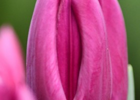 Tulipa Baracuda (4)